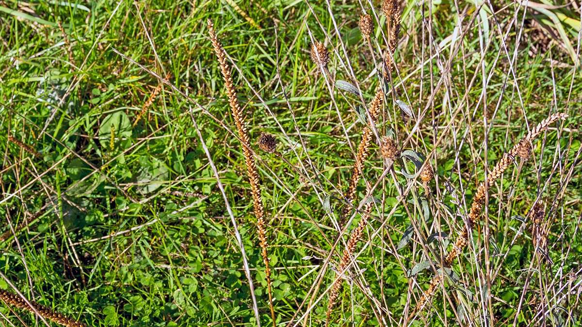 Broadleaf Plantain [Plantago major]