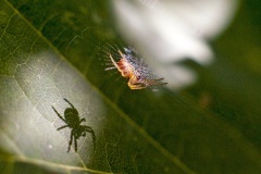 Spider silhouetted on a leaf Spider silhouetted on a leaf