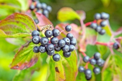 Common Dogwood [Cornus sanguinea]