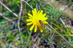 Common Banded Hoverfly  [Syrphus ribesii]