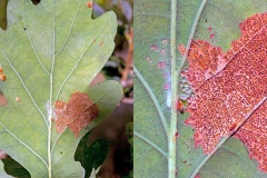 Oak Longhorn [Carcina quercana?]
