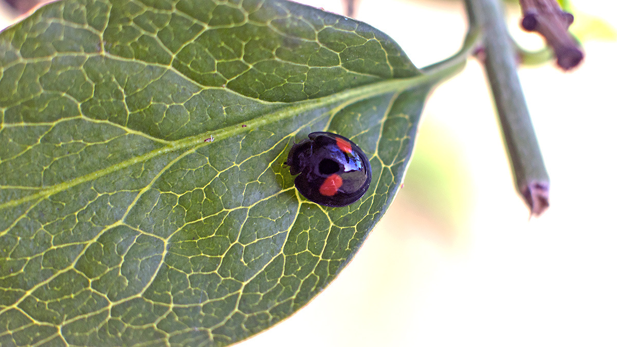Kidney-spot Ladybird [Chilocorus renipustulatus]