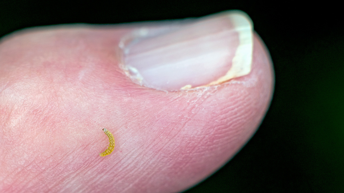 tiny larva [unidentified]