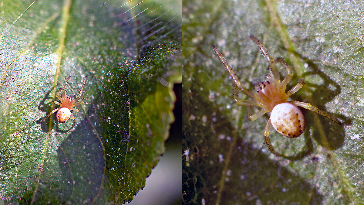 Cucumber Green Spider [Araniella cucurbitina]