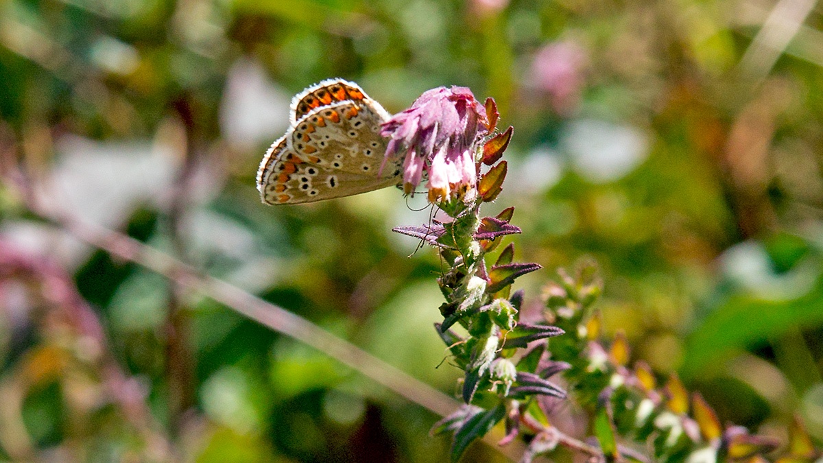 Brown Argus [Aricia agestis]