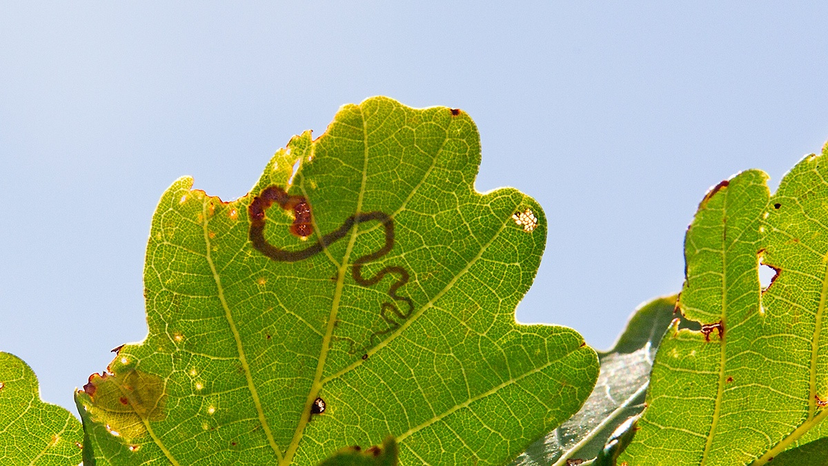 Shoulder-spot Dot moth [Stigmella basiguttella]