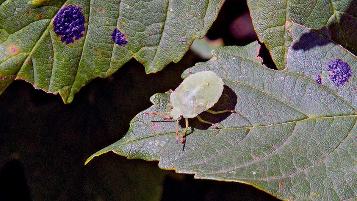 Green Shieldbug [Palomena prasina]