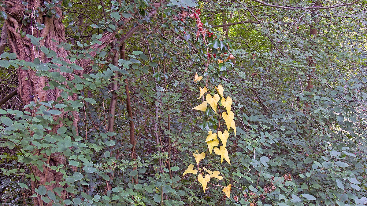 Black Bryony [Dioscorea communis]
