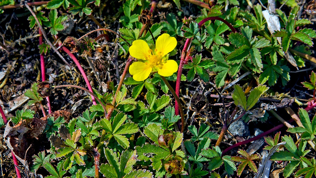 Creeping Cinquefoil [Potentilla reptans]