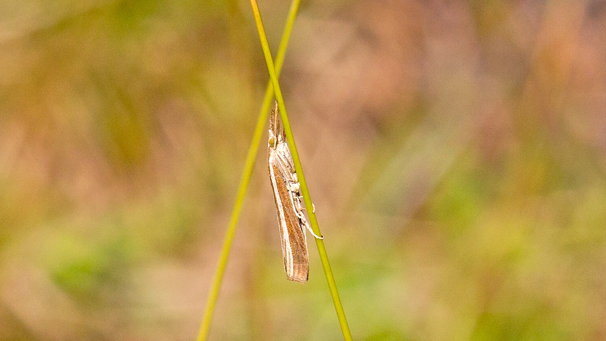 Common Grass-moth [Agriphila tristella]