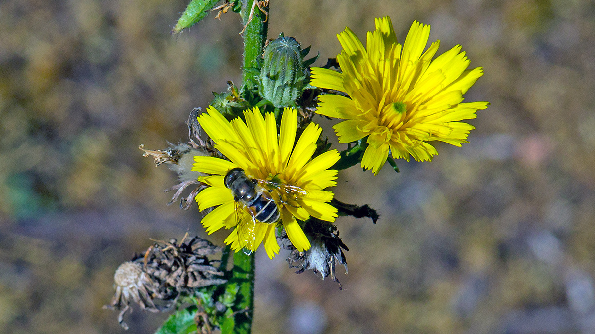 Stripe-faced Drone Fly [Eristalis nemorum]