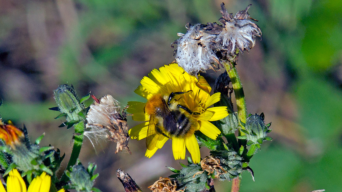 Common Carder Bee [Bombus pascuorum]