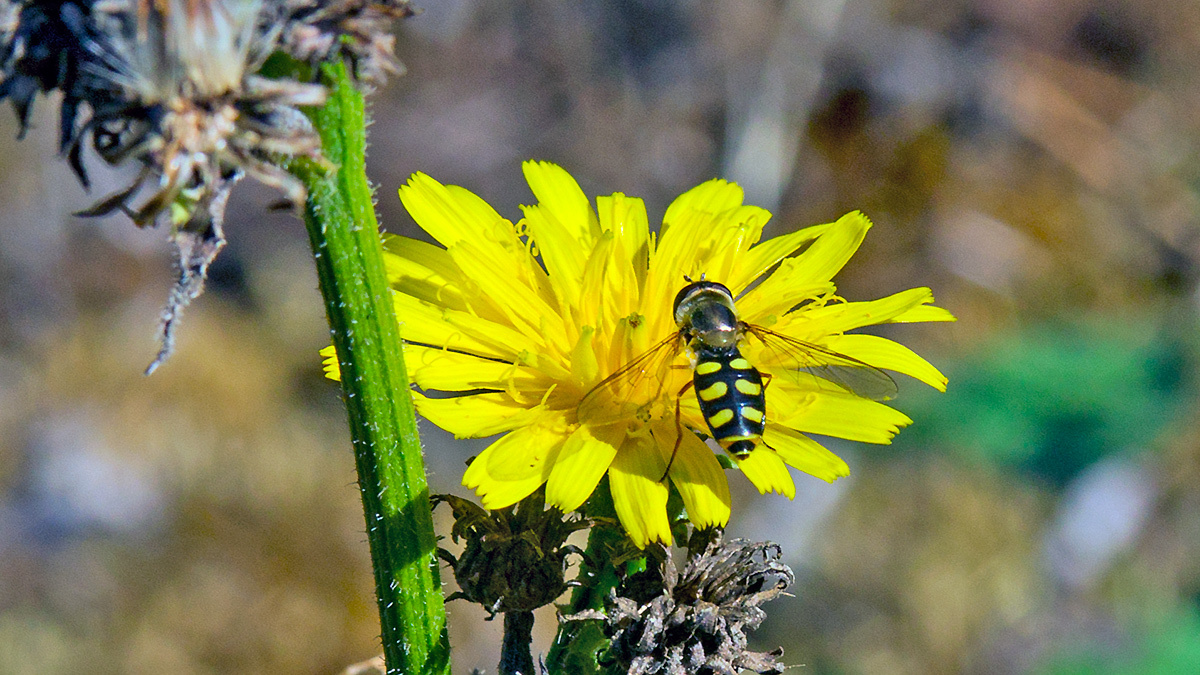 Black-tailed Aphideater [Eupeodes luniger]