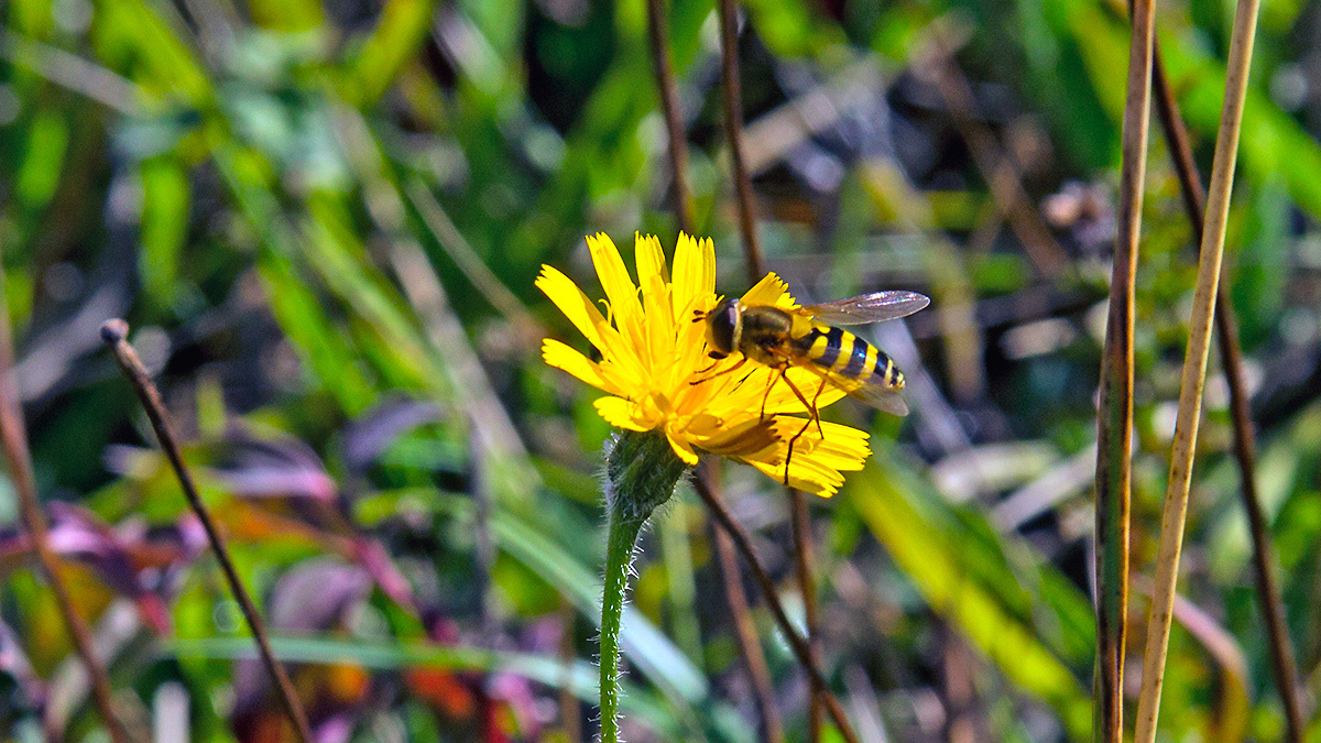 Common Banded Hoverfly [Syrphus ribesii]