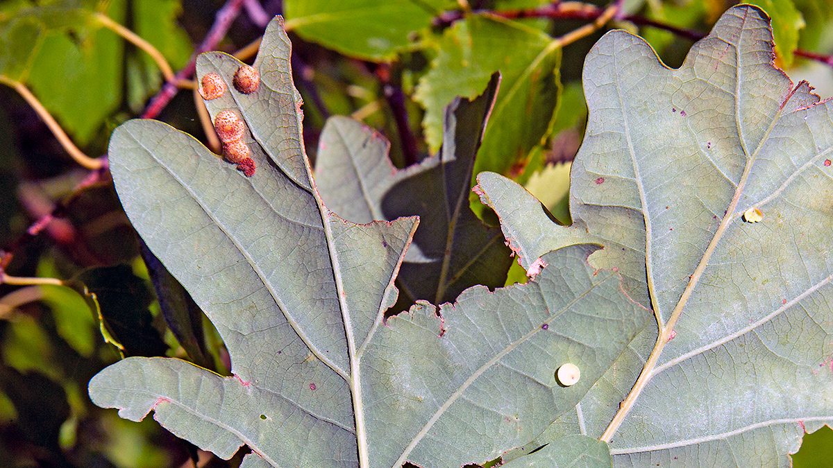 Common Spangle Gall Wasp [Neuroterus quercusbaccarum f. agamic] and Smooth Spangle Gall Wasp [Neuroterus albipes f. agamic]
