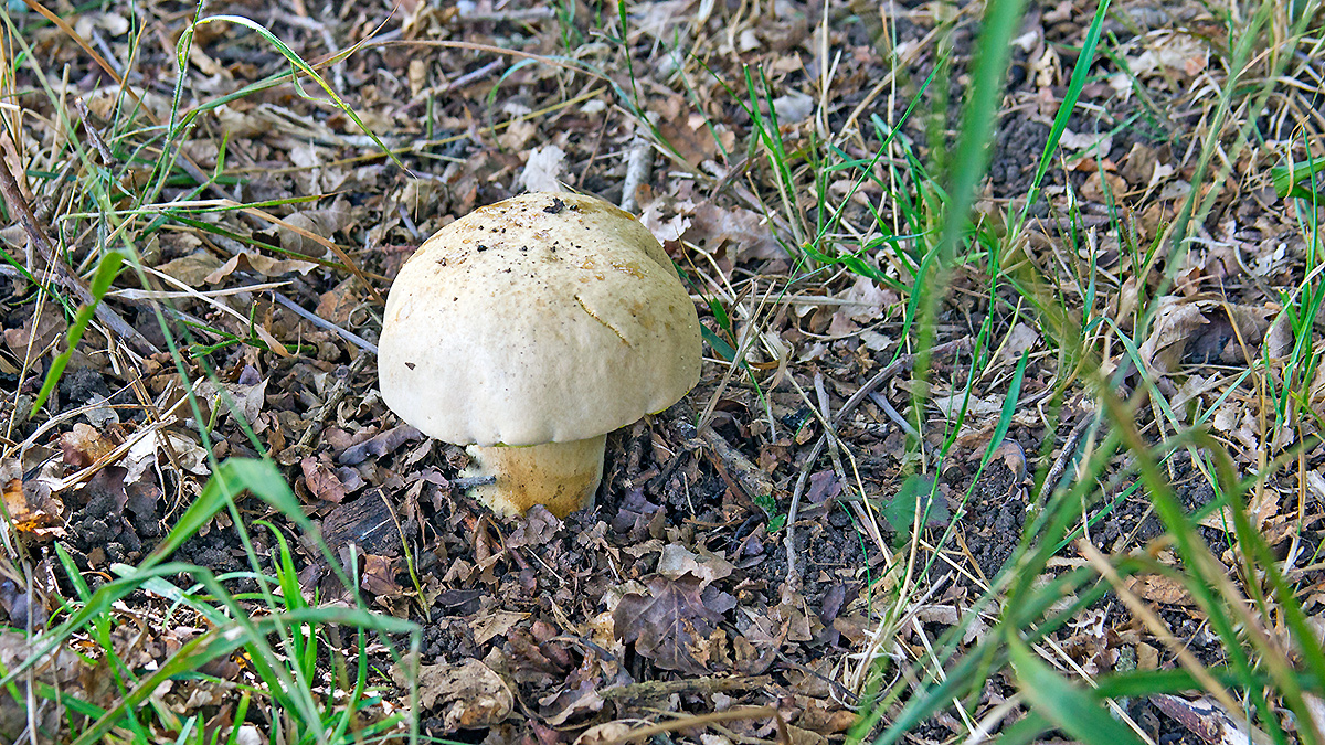 Rooting Bolete [Caloboletus radicans?]