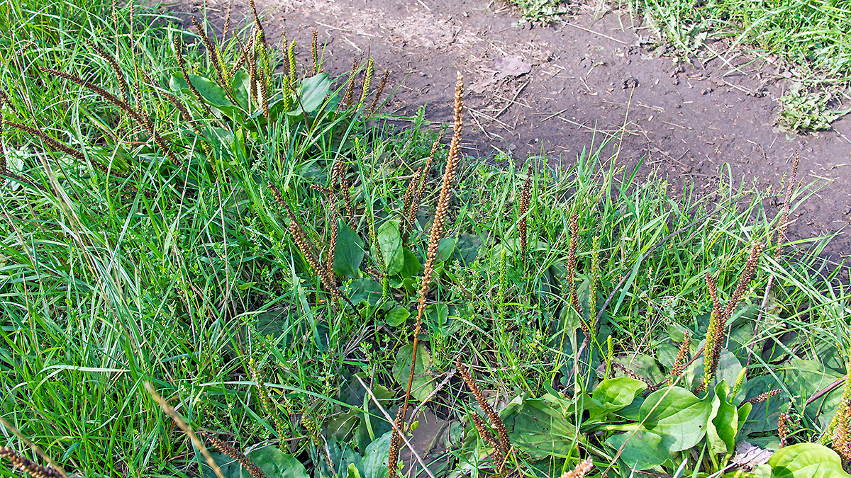 Broadleaf Plantain [Plantago major]