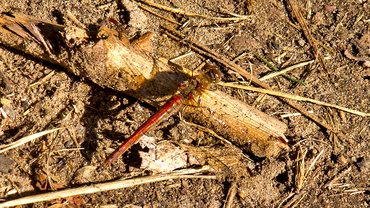 Common Darter [Sympetrum striolatum]
