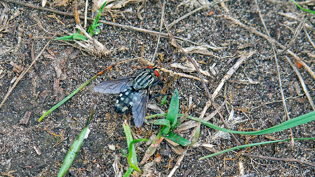 flesh fly [Sarcophaga sp.]