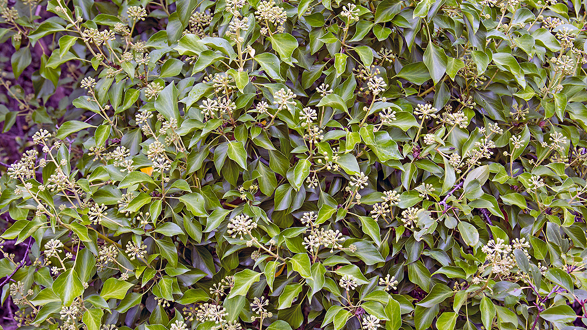 Common Ivy [Hedera helix]