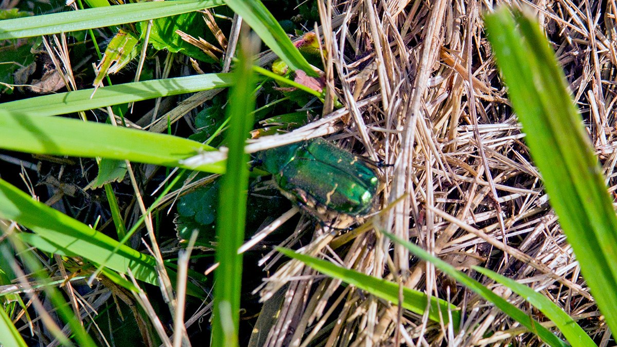 Rose Chafer [Cetonia aurata]