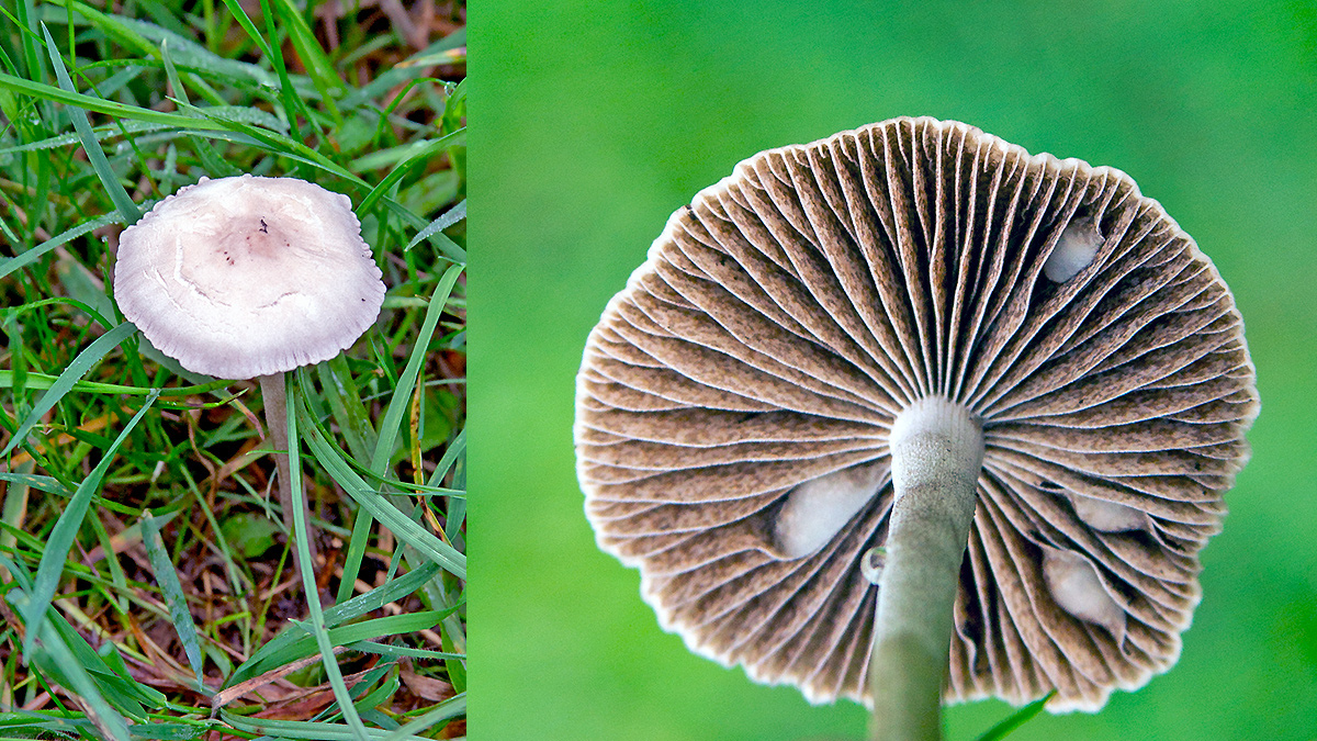 mottlegill [Panaeolus sp.?]