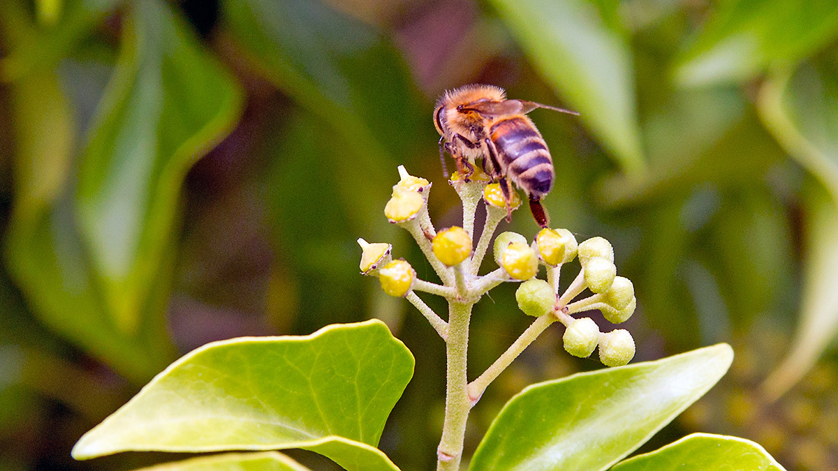 Western Honey Bee [Apis mellifera]