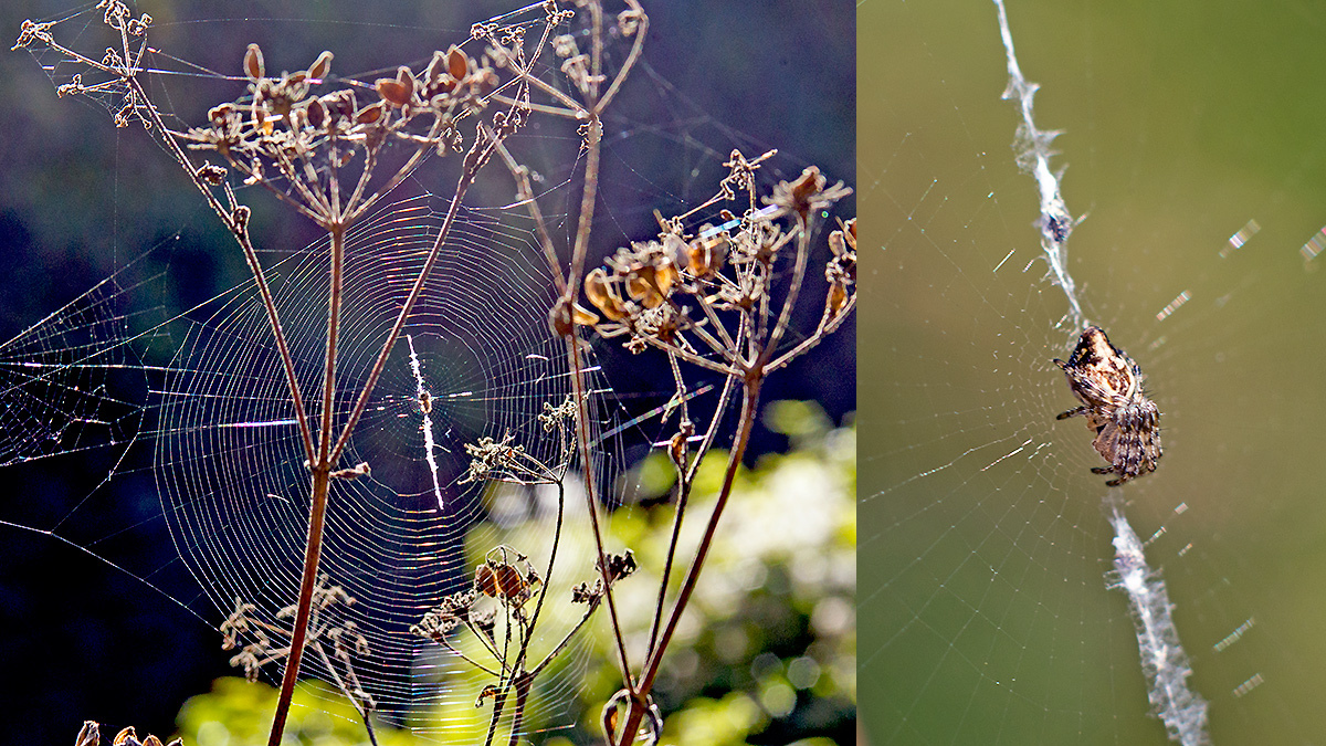 Trash-line Spider [Cyclosa conica]