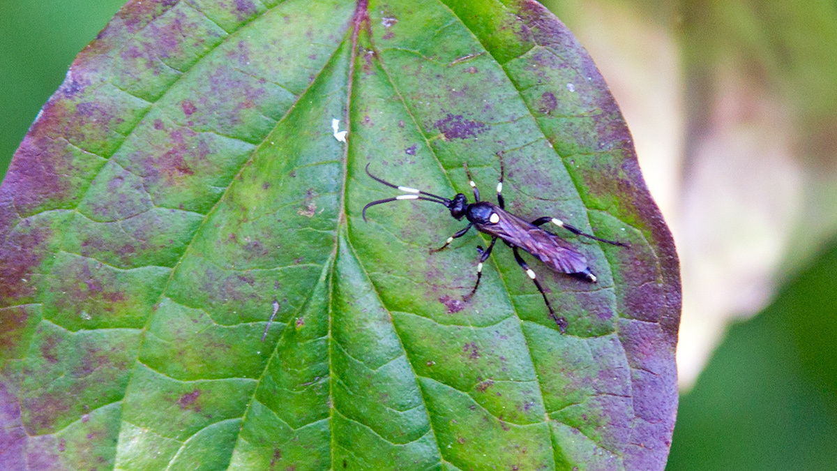ichneumon wasp [Achaius oratorius]
