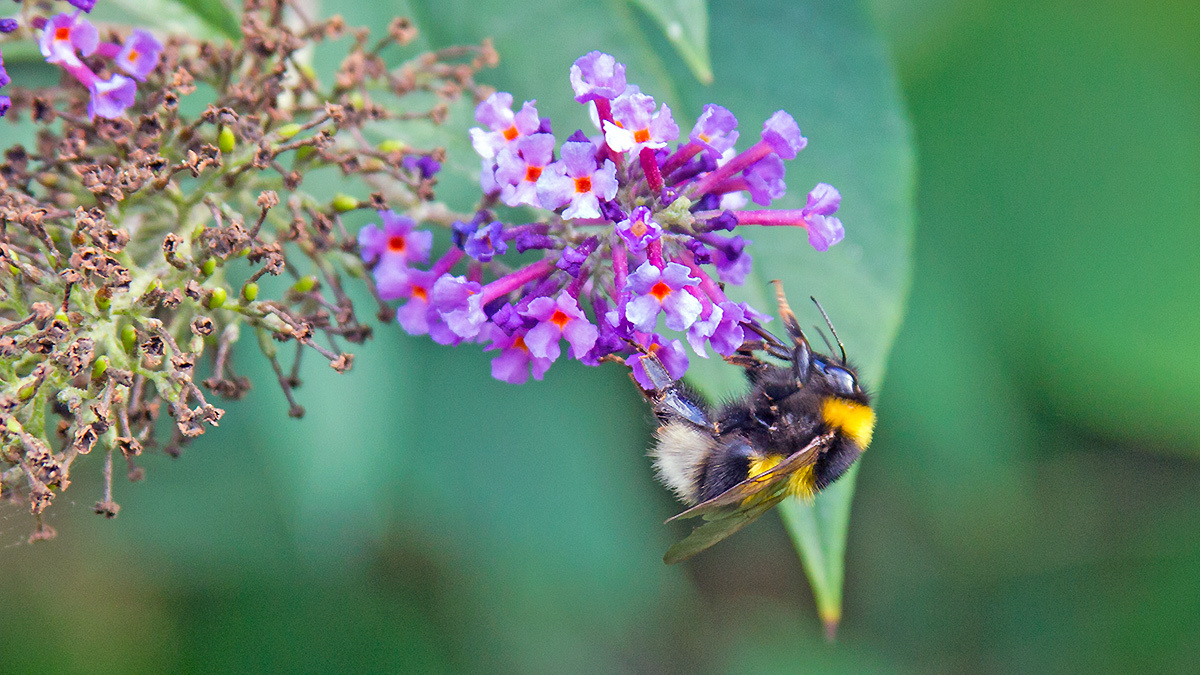Garden Bumblebee [Bombus hortorum]