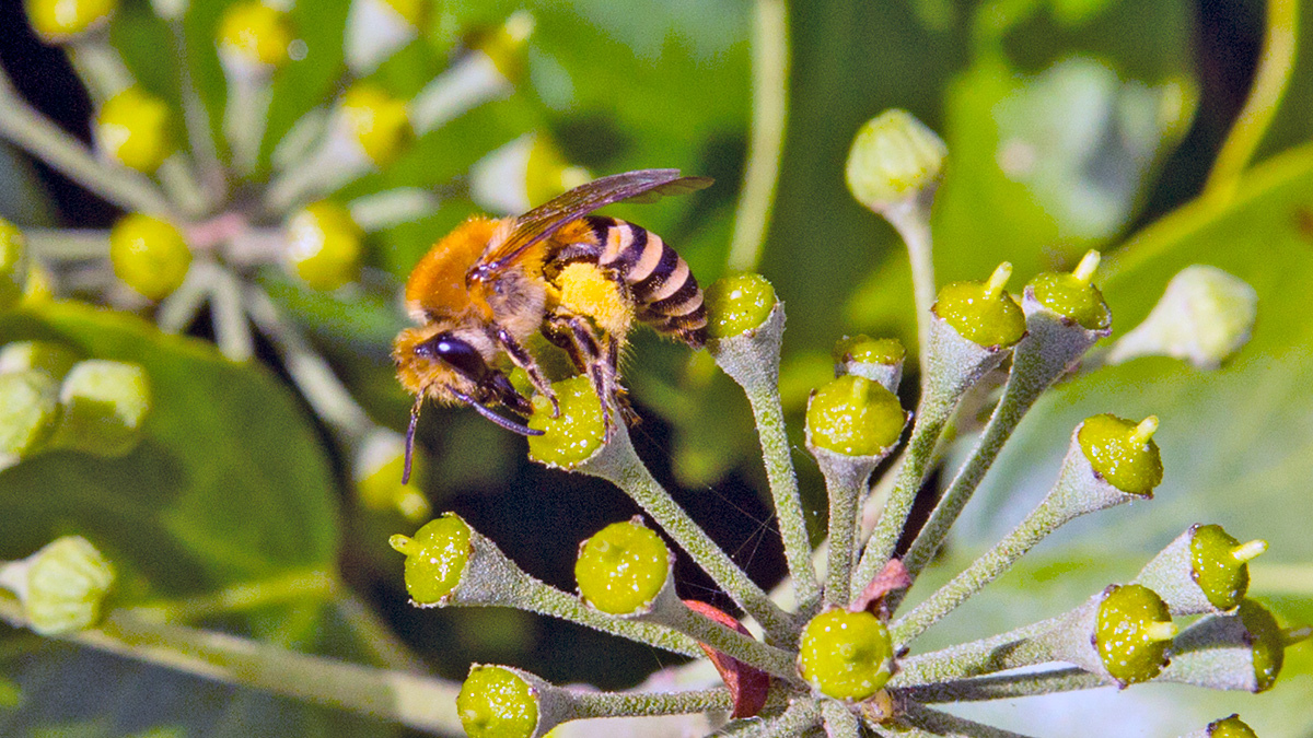 Ivy Bee [Colletes hederae]