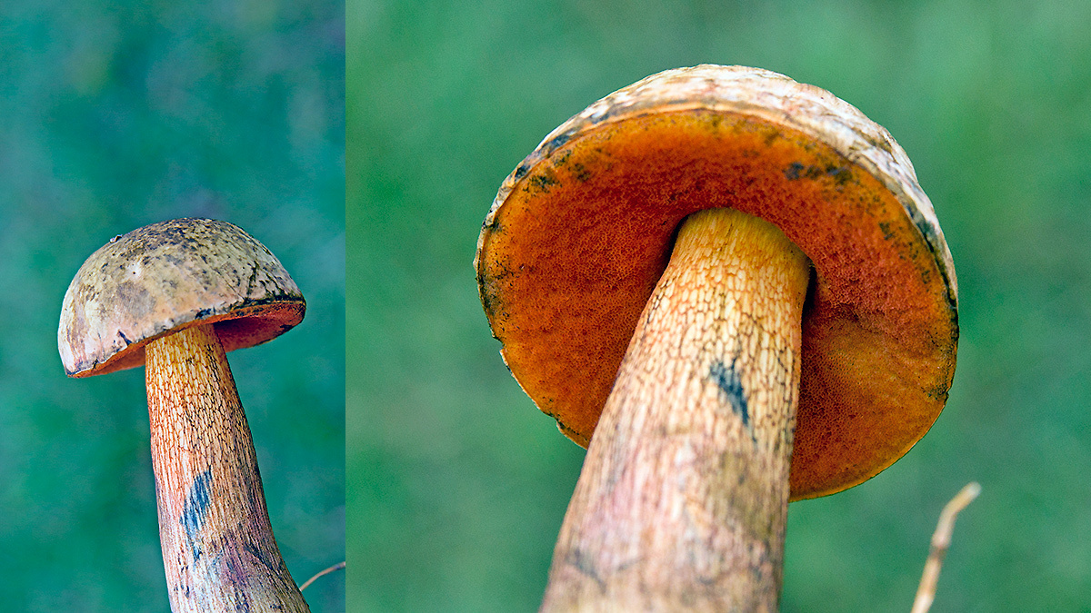 Lurid Bolete [Suillellus luridus]