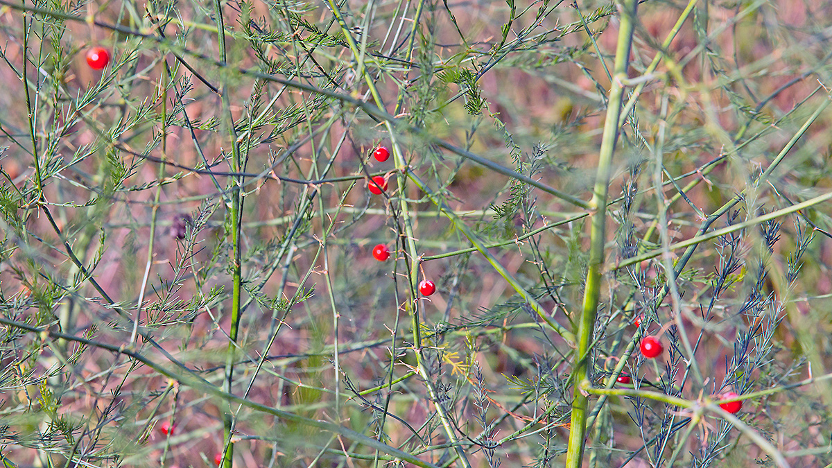 Garden Asparagus [Asparagus officinalis]
