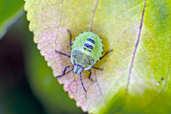 Green Shieldbug [Palomena prasina]