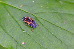 Harlequin Ladybird [Harmonia axyridis]
