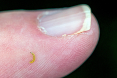 tiny larva [unidentified]