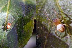 Cucumber Green Spider [Araniella cucurbitina]