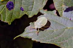 Green Shieldbug [Palomena prasina]