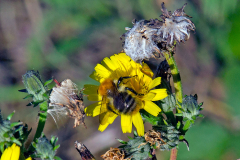 Common Carder Bee [Bombus pascuorum]