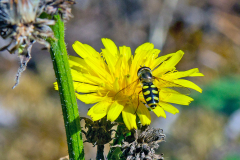 Black-tailed Aphideater [Eupeodes luniger]