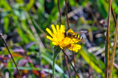 Common Banded Hoverfly [Syrphus ribesii]