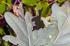 Common Spangle Gall Wasp [Neuroterus quercusbaccarum f. agamic] and Smooth Spangle Gall Wasp [Neuroterus albipes f. agamic]