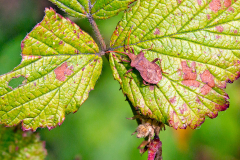 Dock Bug [Coreus marginatus]