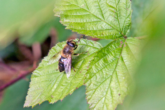 Common Drone Fly [Eristalis tenax]