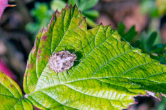 White-shouldered Shieldbug [Dyroderes umbraculatus]