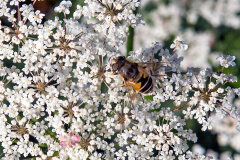 Plain-faced Drone Fly [Eristalis arbustorum ]