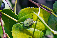 Green Shieldbug [Palomena prasina]