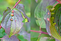 Dogwood Rivet Midge [Craneiobia corni ]