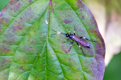 ichneumon wasp [Achaius oratorius]