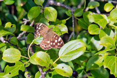 Speckled Wood [Pararge aegeria]